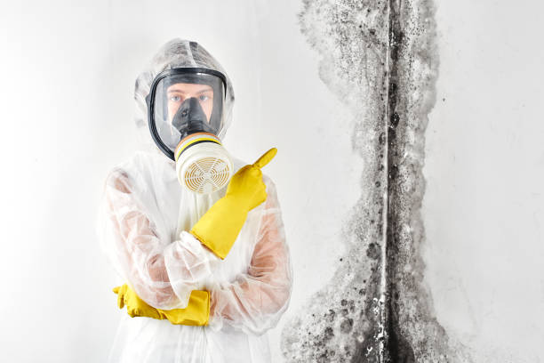 Best Mold Odor Removal Services in Westmont, IL